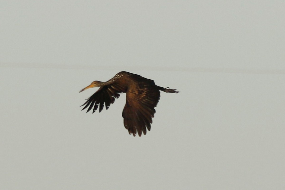 Limpkin - Jorge Claudio Schlemmer