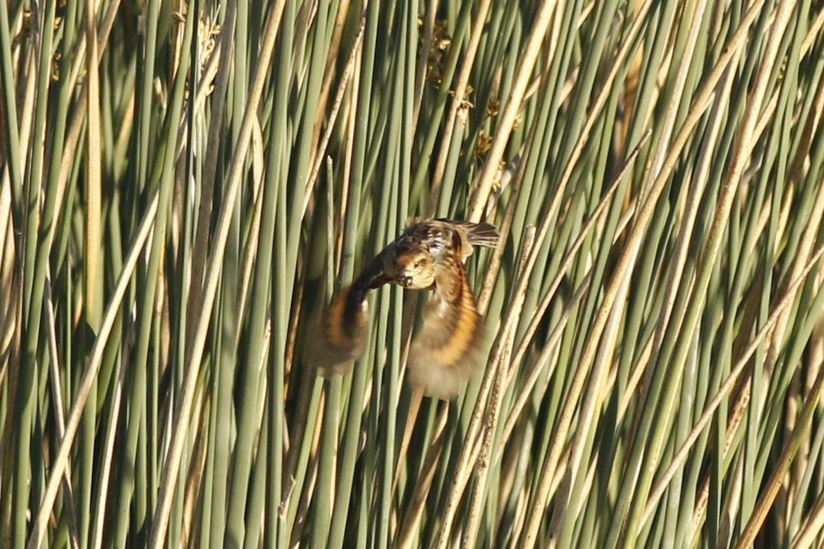 Wren-like Rushbird - ML611824984