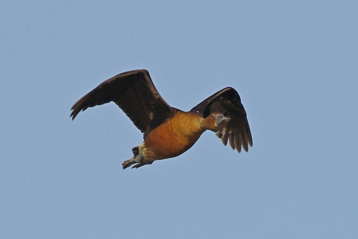 Fulvous Whistling-Duck - ML611824991