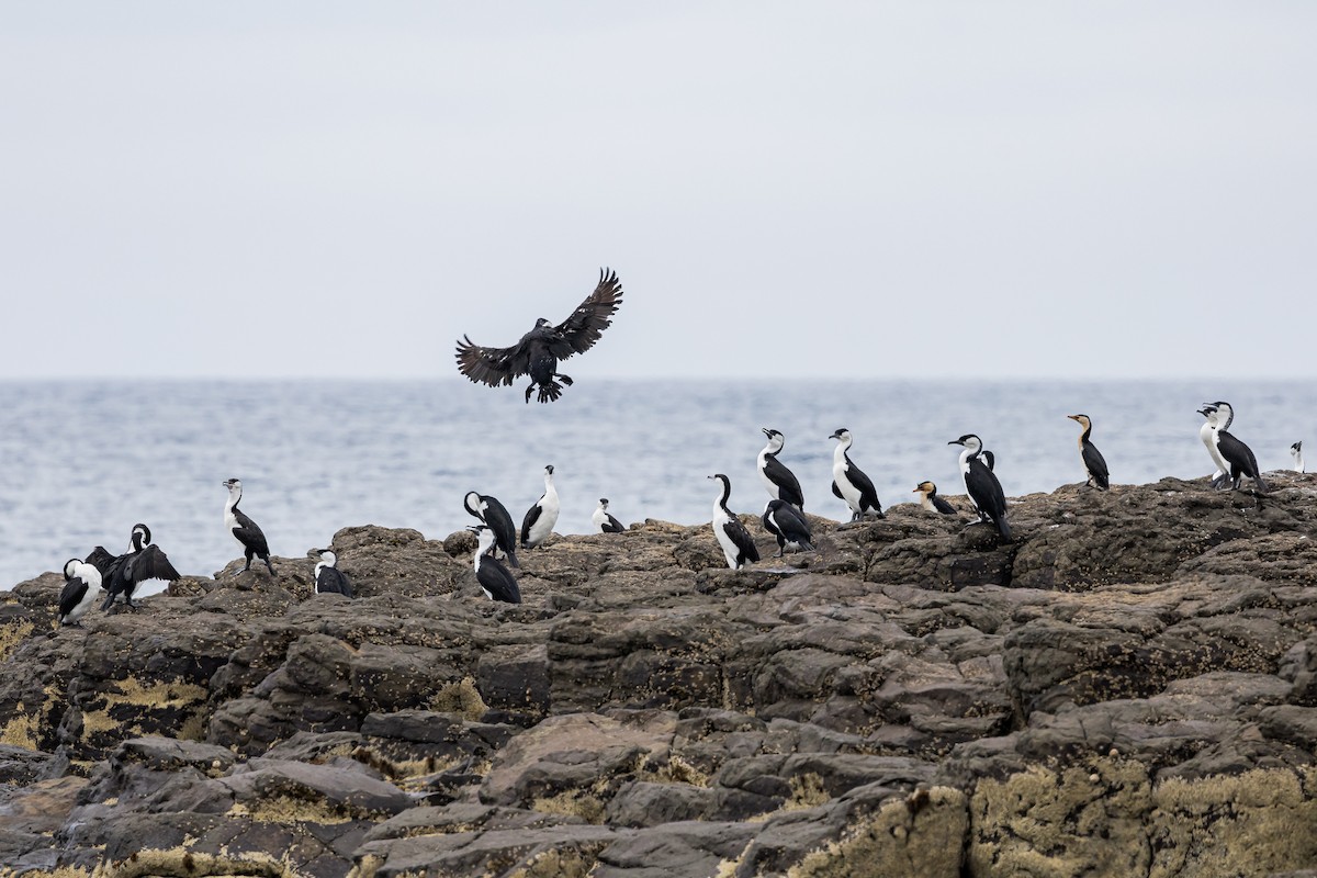 Black-faced Cormorant - Nathan Bartlett