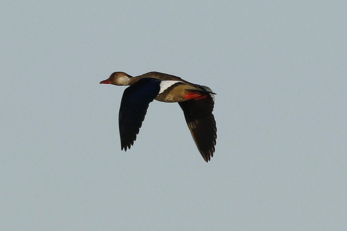 Pato Brasileño - ML611825016