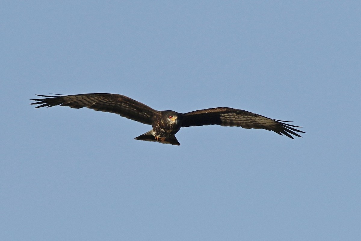 Snail Kite - ML611825020