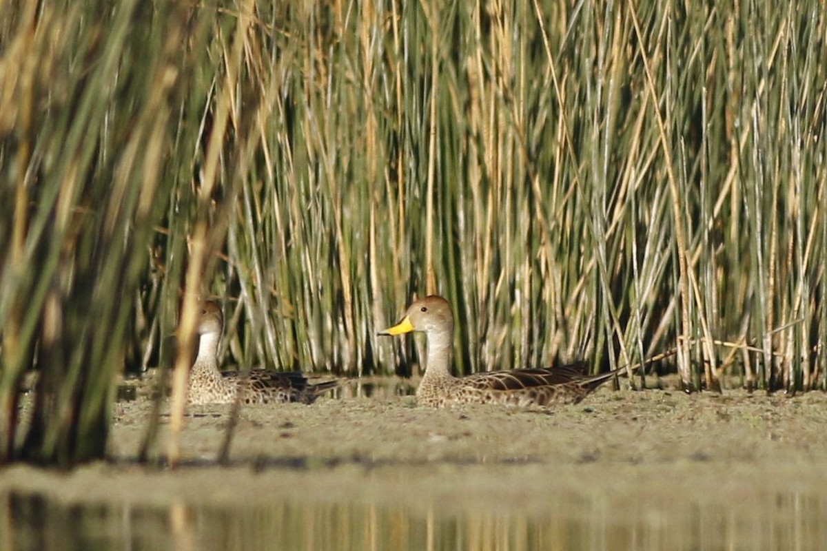 Yellow-billed Pintail - ML611825060