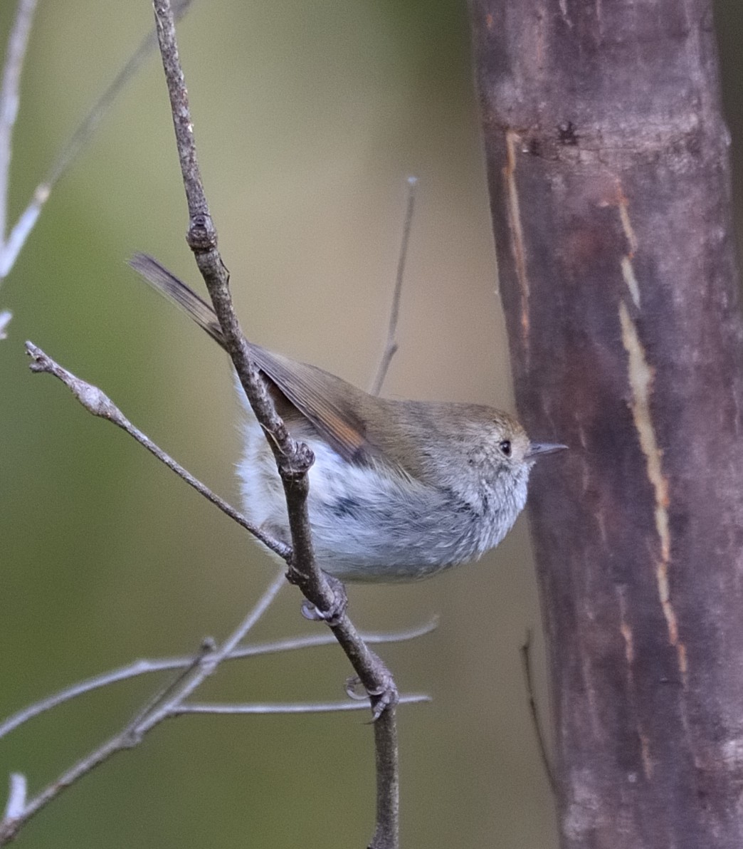 Tasmanian Thornbill - ML611825066