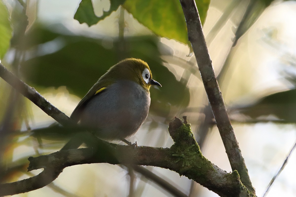 Taita White-eye - Ohad Sherer