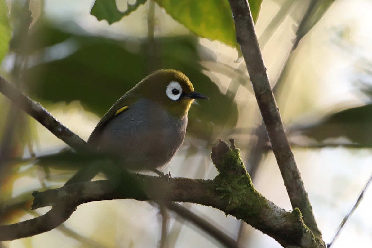 Taita White-eye - Ohad Sherer