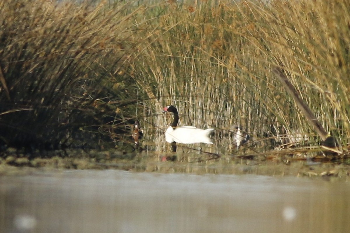 Black-necked Swan - ML611825123