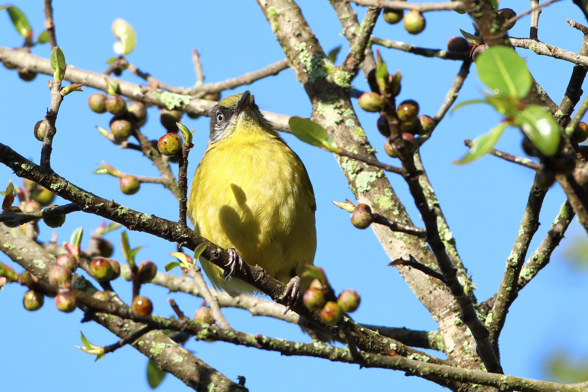 Bulbul montagnard (striifacies) - ML611825154