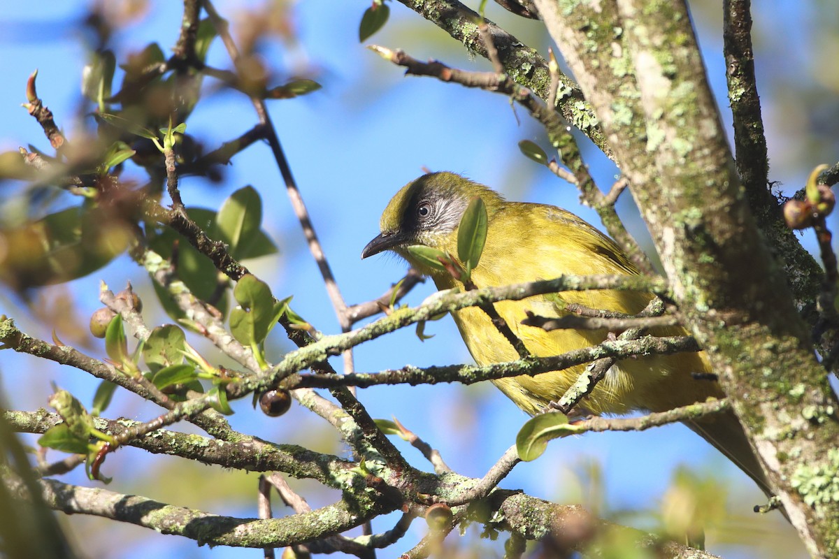 Bulbul montagnard (striifacies) - ML611825155