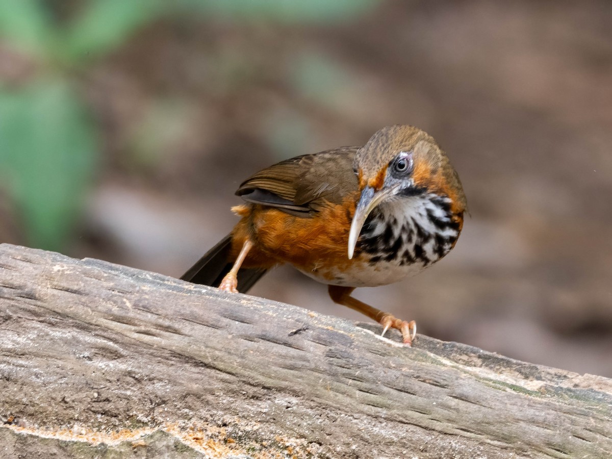 Black-streaked Scimitar-Babbler - ML611825260