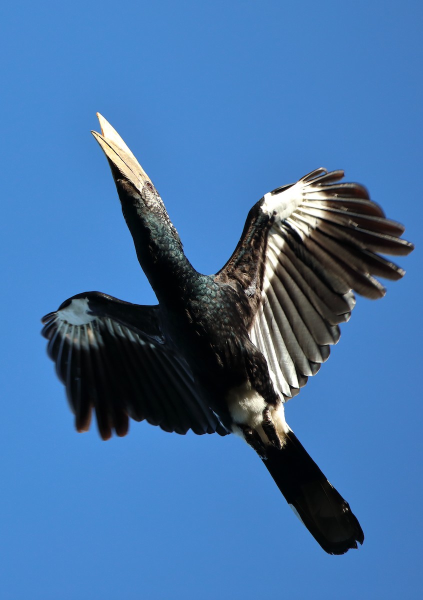 Silvery-cheeked Hornbill - ML611825265