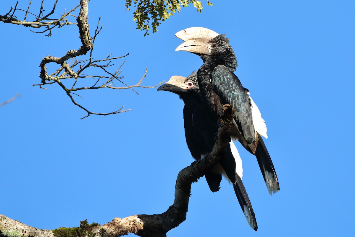 Silvery-cheeked Hornbill - Ohad Sherer