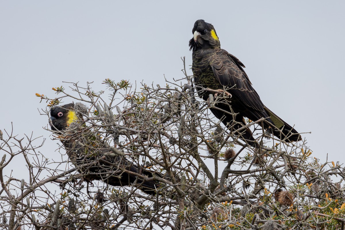 Cacatúa Fúnebre Coliamarilla - ML611825269