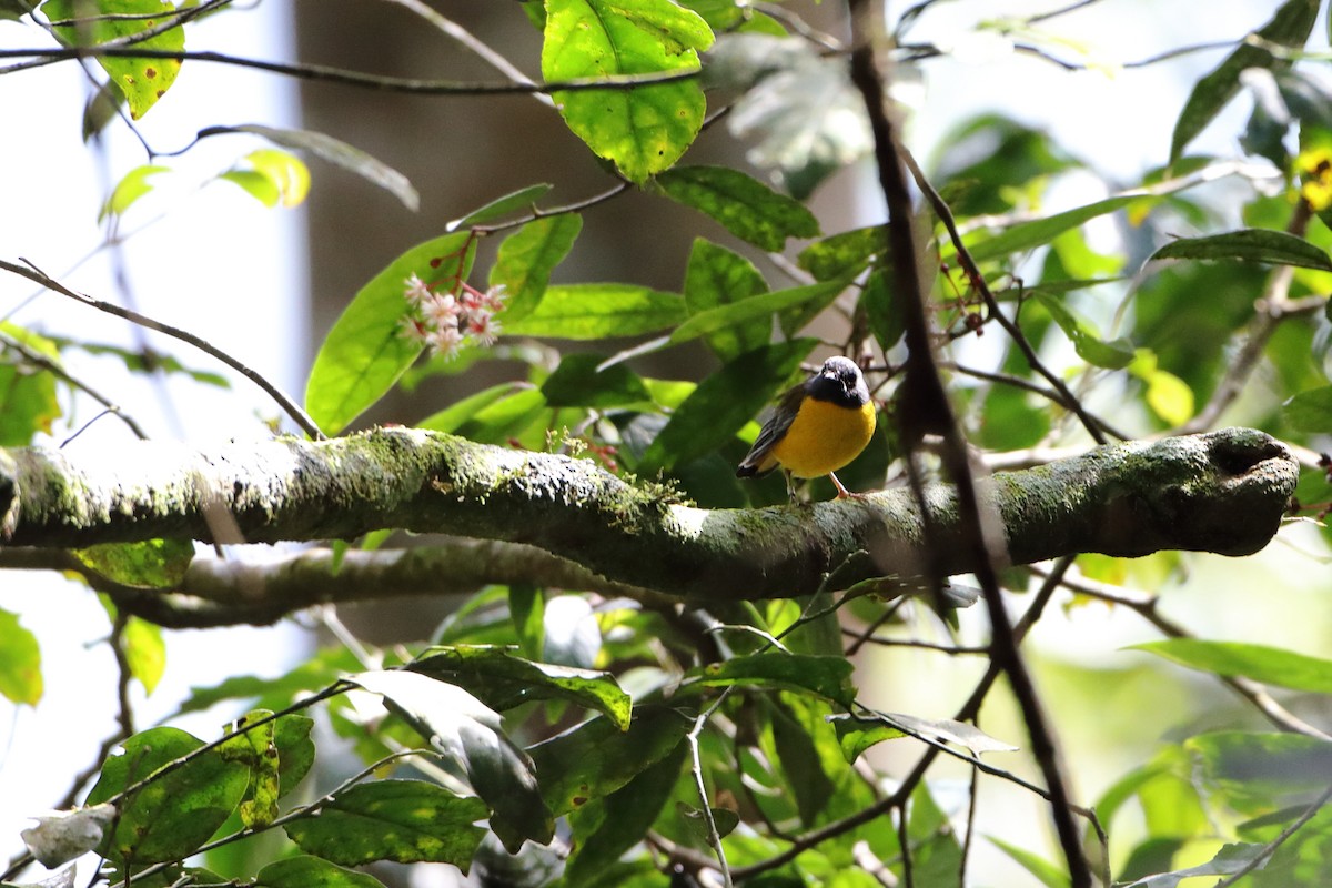 White-starred Robin - ML611825315