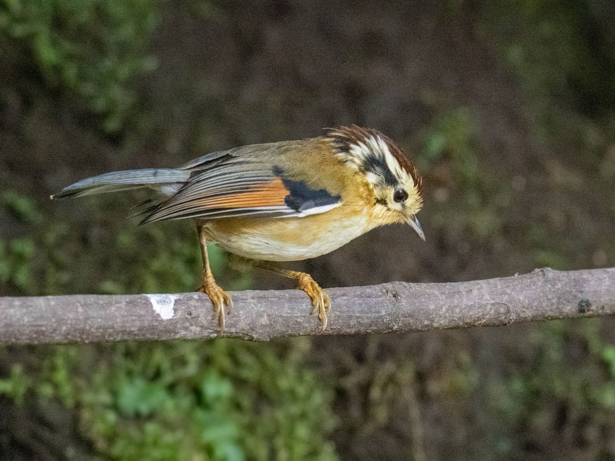 Rufous-winged Fulvetta - ML611825325