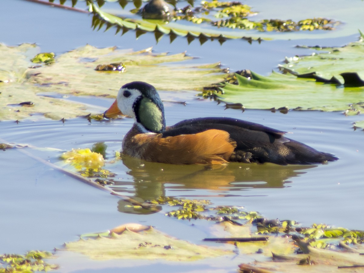 African Pygmy-Goose - Volkov Sergey