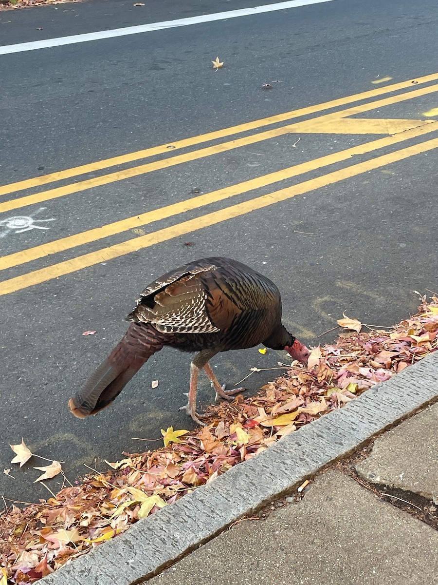 Wild Turkey - ML611825378