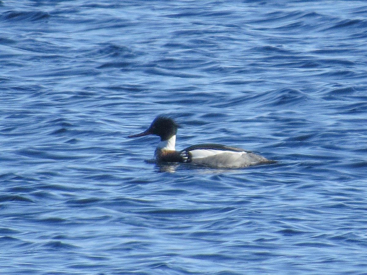 Red-breasted Merganser - ML611825443