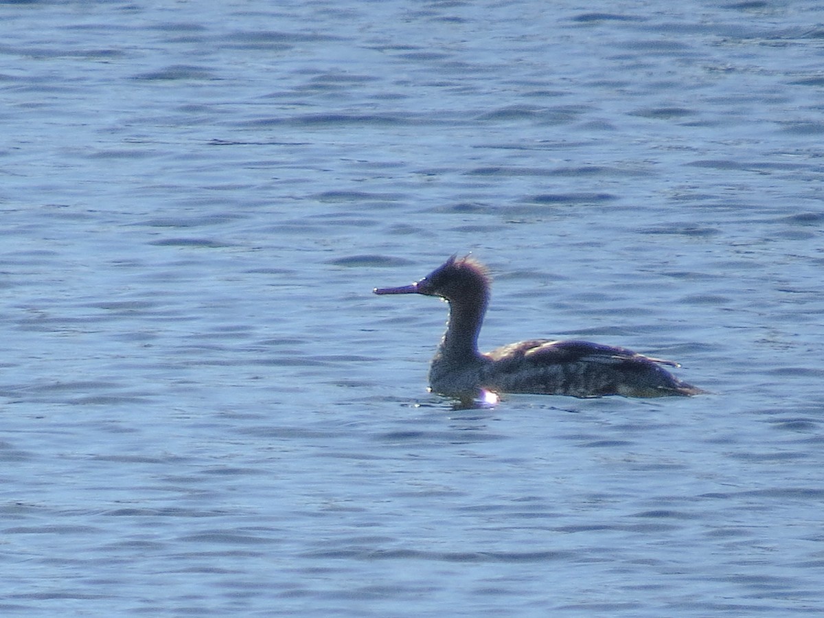 Red-breasted Merganser - ML611825444