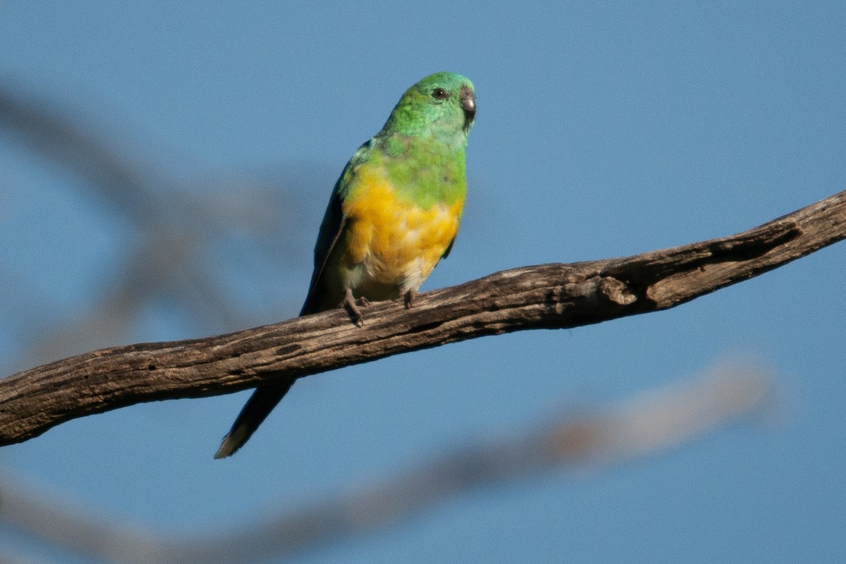Red-rumped Parrot - ML611825482
