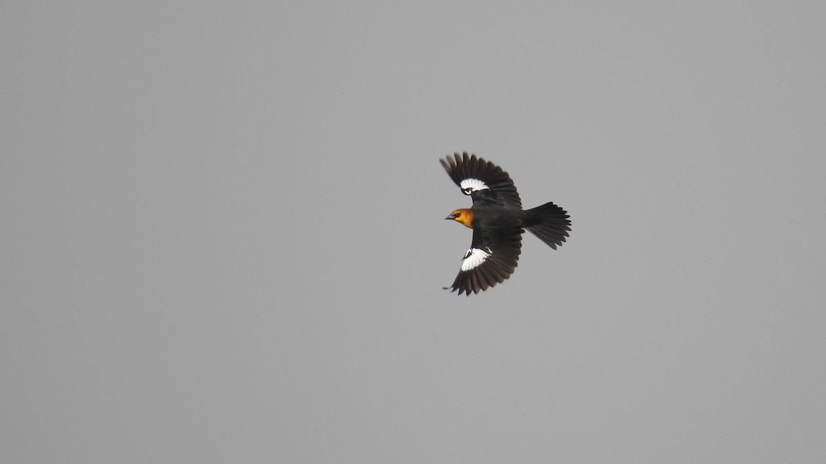 Yellow-headed Blackbird - Anuar López