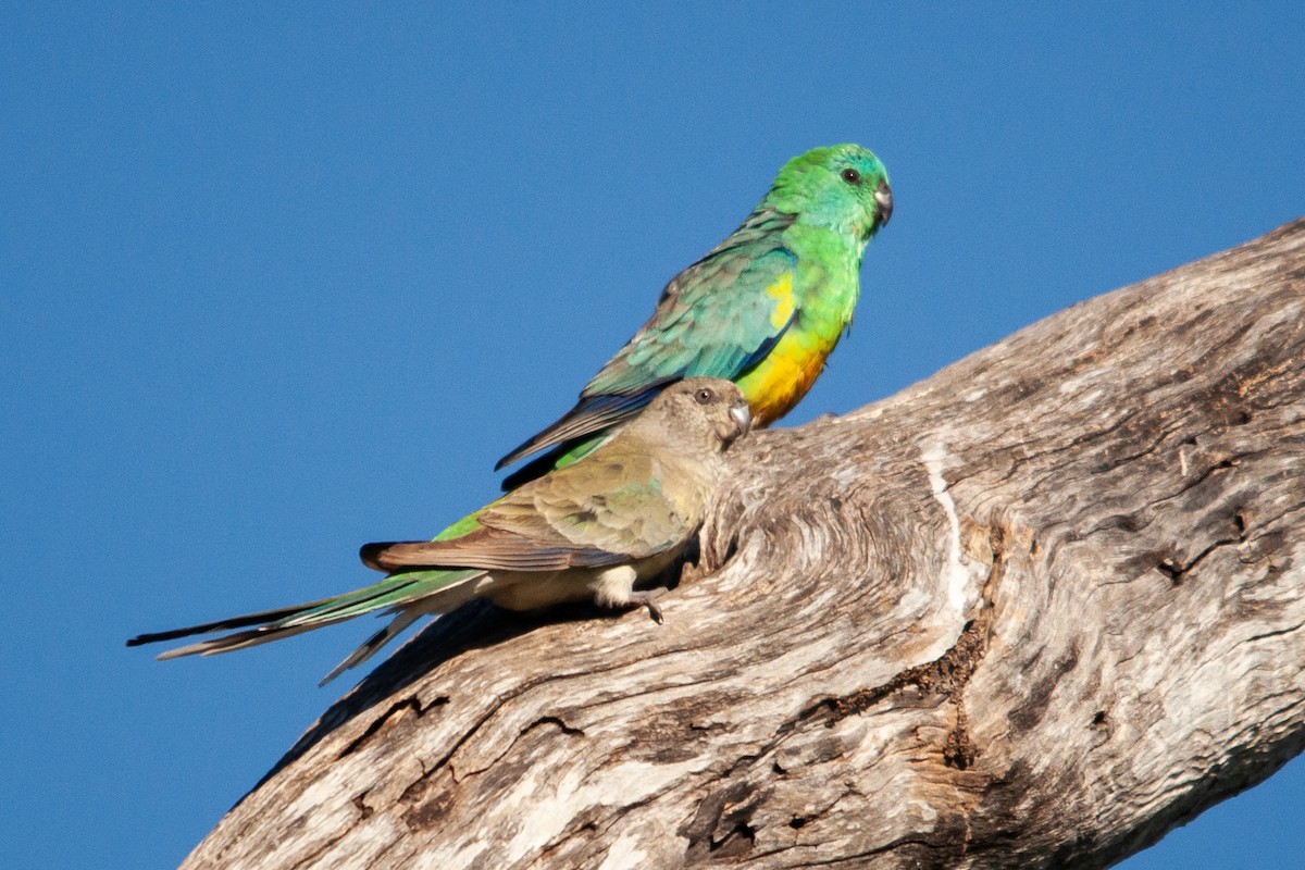 Red-rumped Parrot - ML611825485