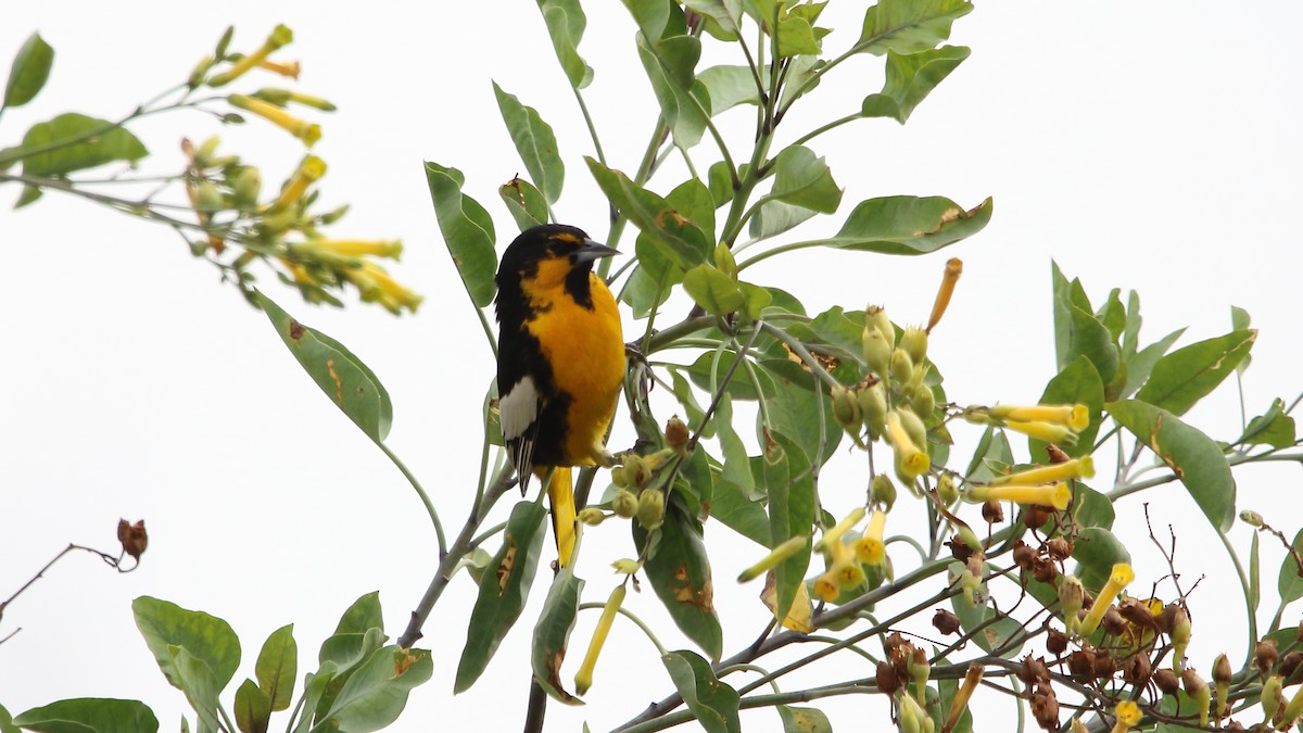 Black-backed Oriole - Anuar López