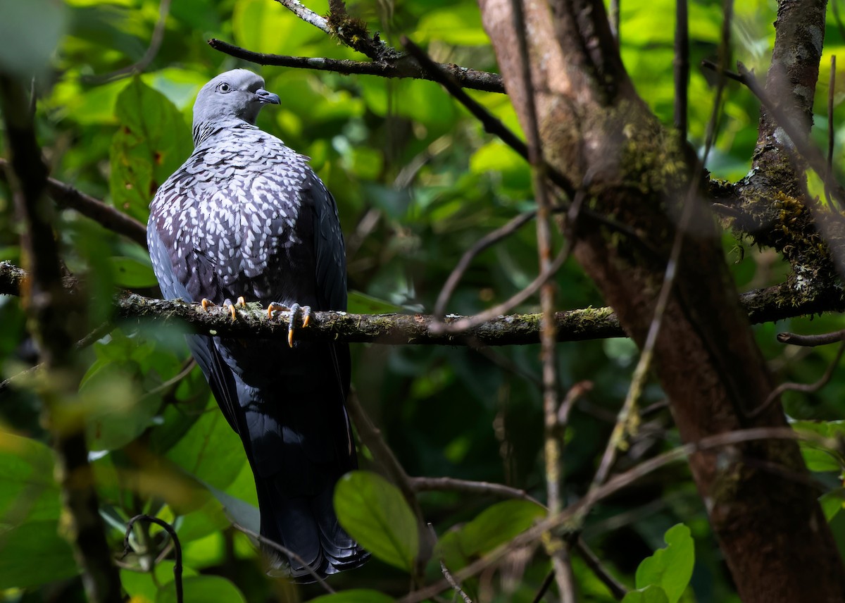 Speckled Wood-Pigeon - ML611825532