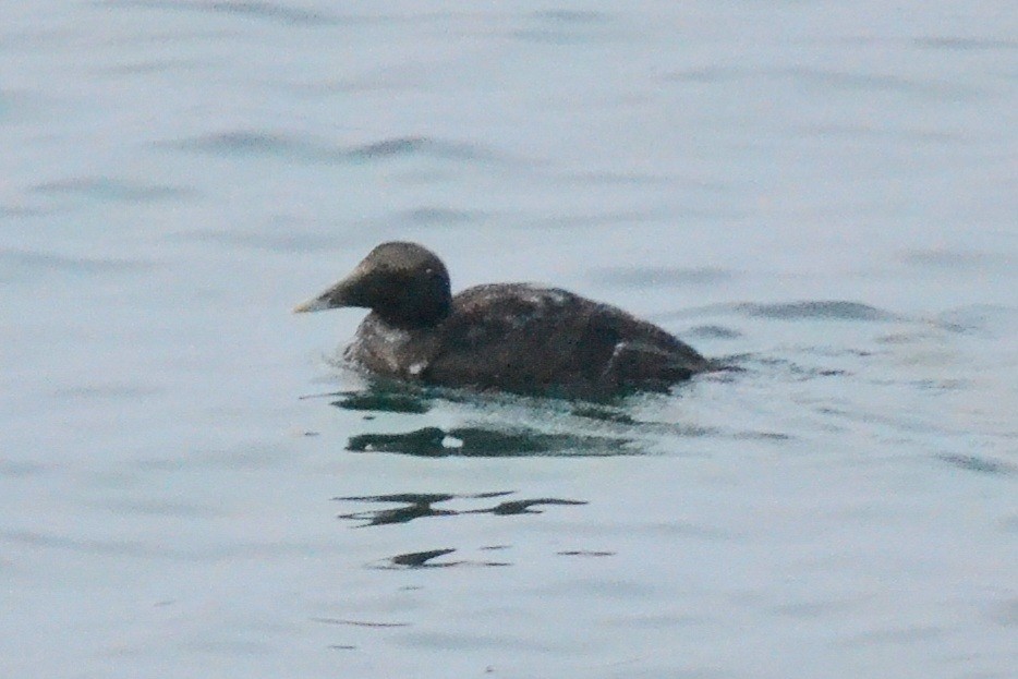 Common Eider - ML611825583