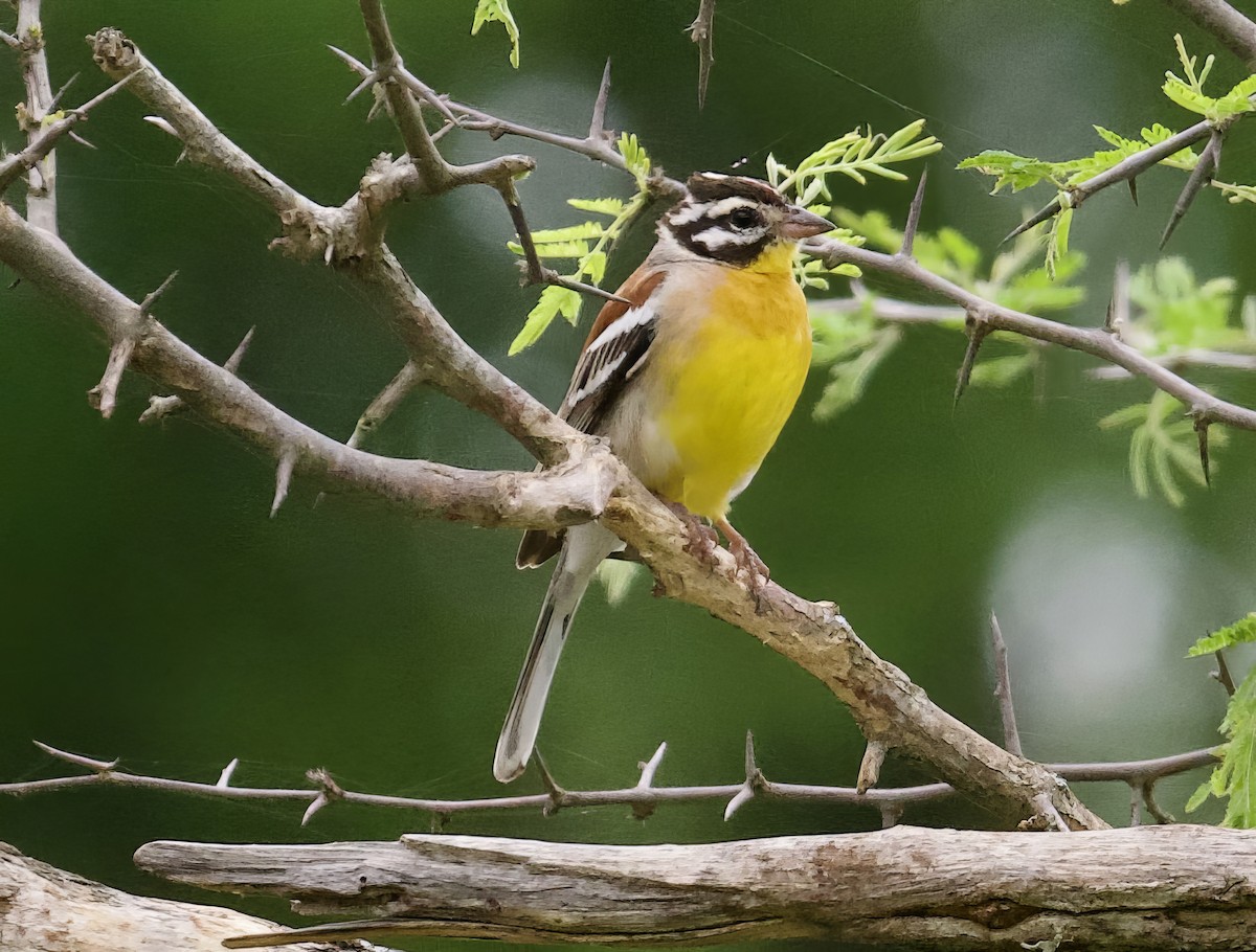 Golden-breasted Bunting - ML611825636