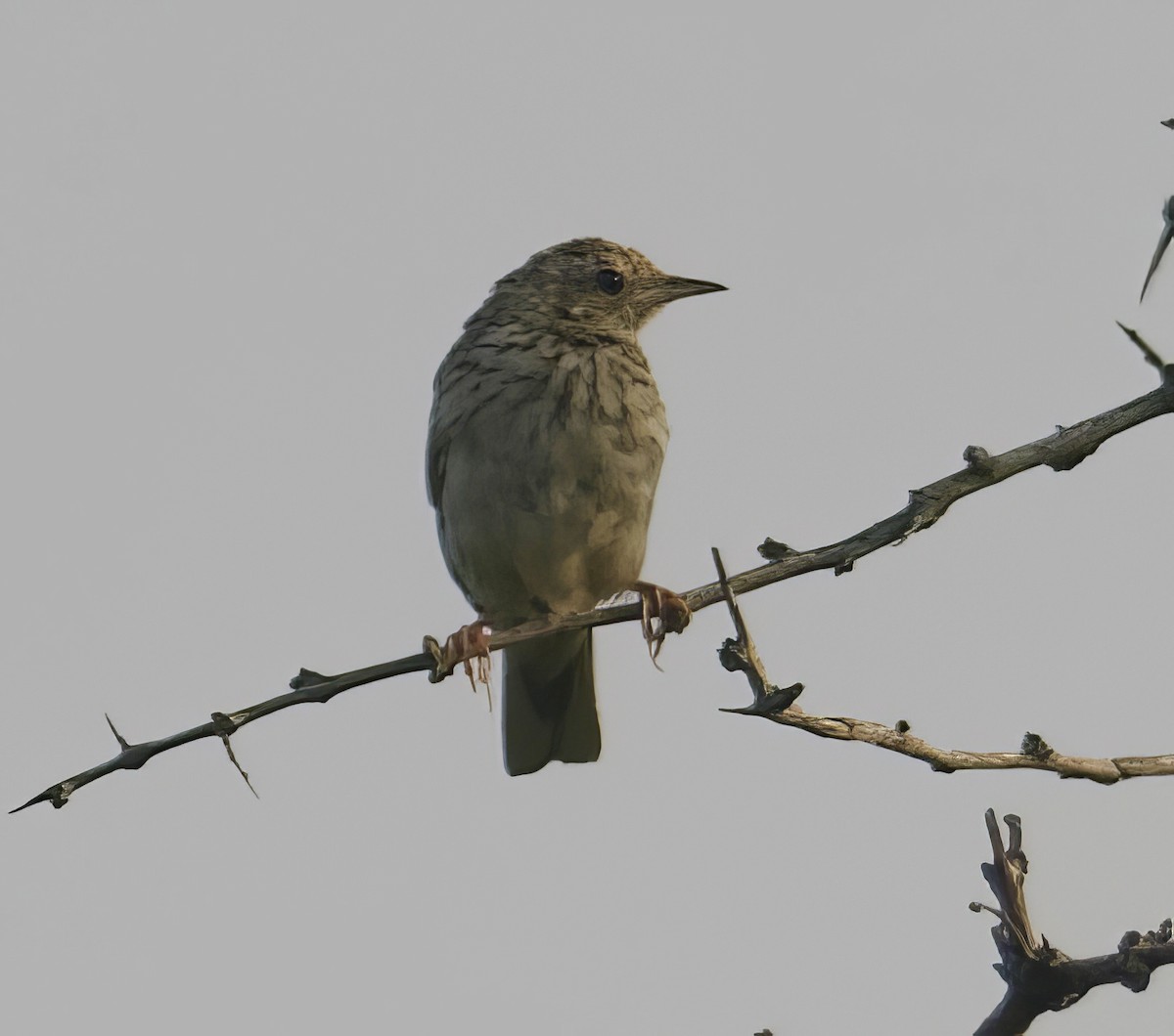 Bush Pipit - ML611825662