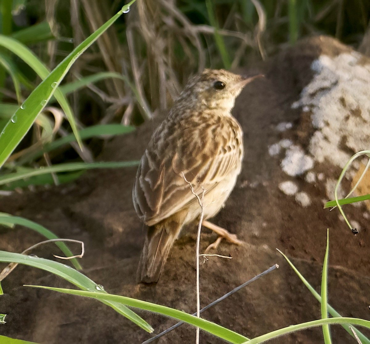 Bush Pipit - ML611825663