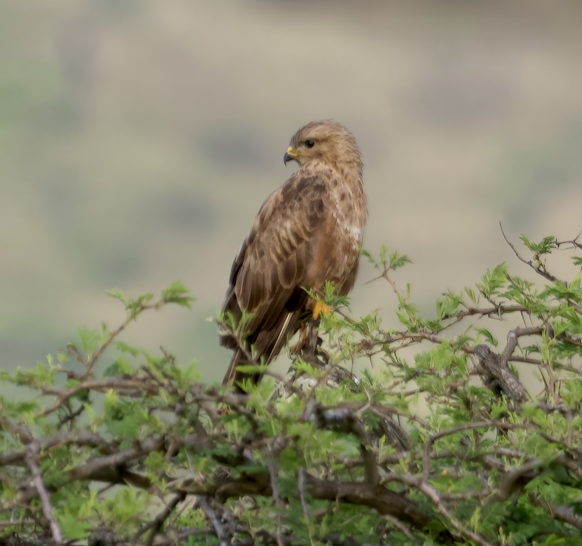 Black Kite (Yellow-billed) - ML611825694