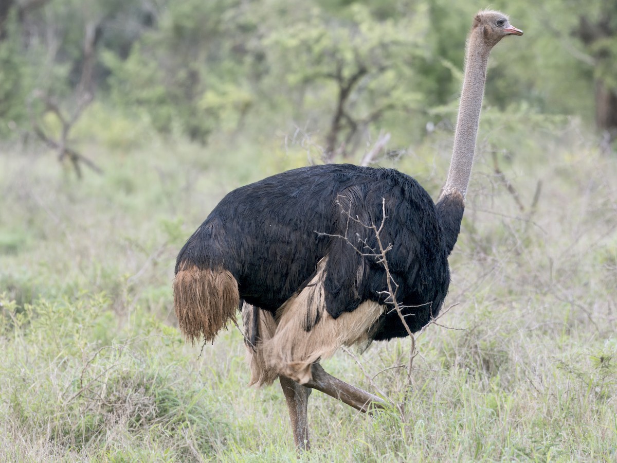 Common Ostrich - ML611825728