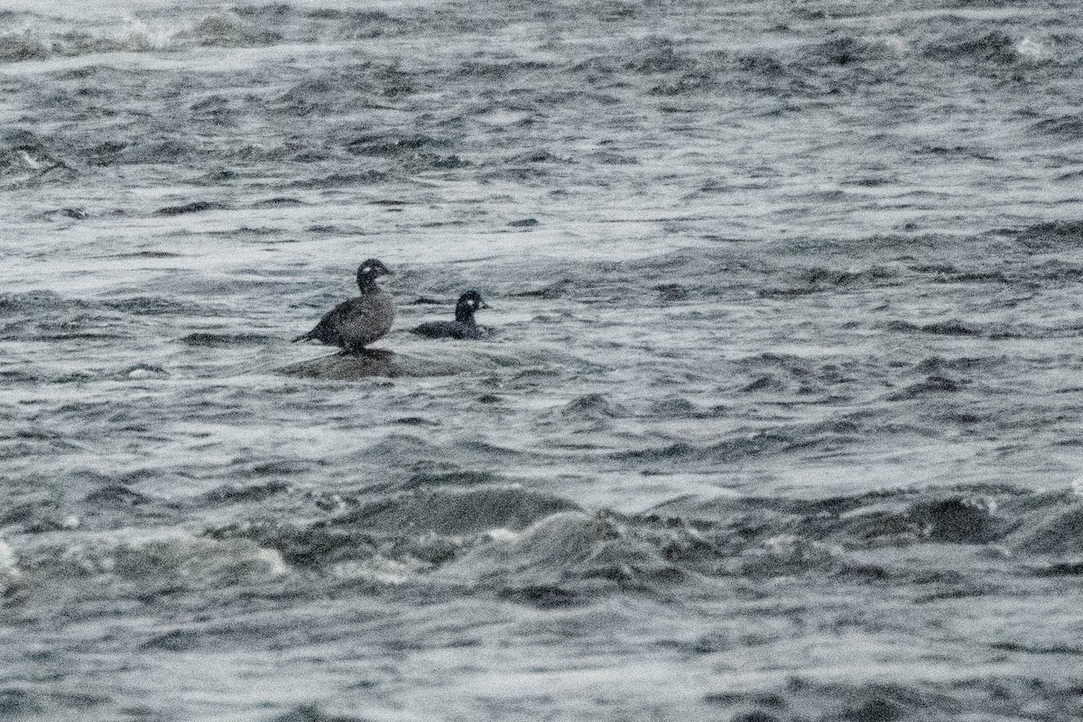 Harlequin Duck - ML611825789