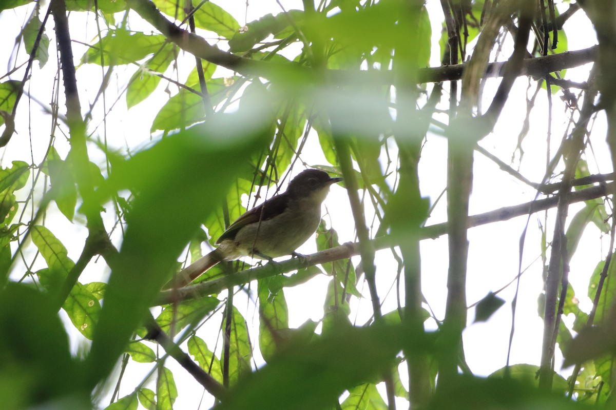 Cabanis's Greenbul (Placid) - ML611825808