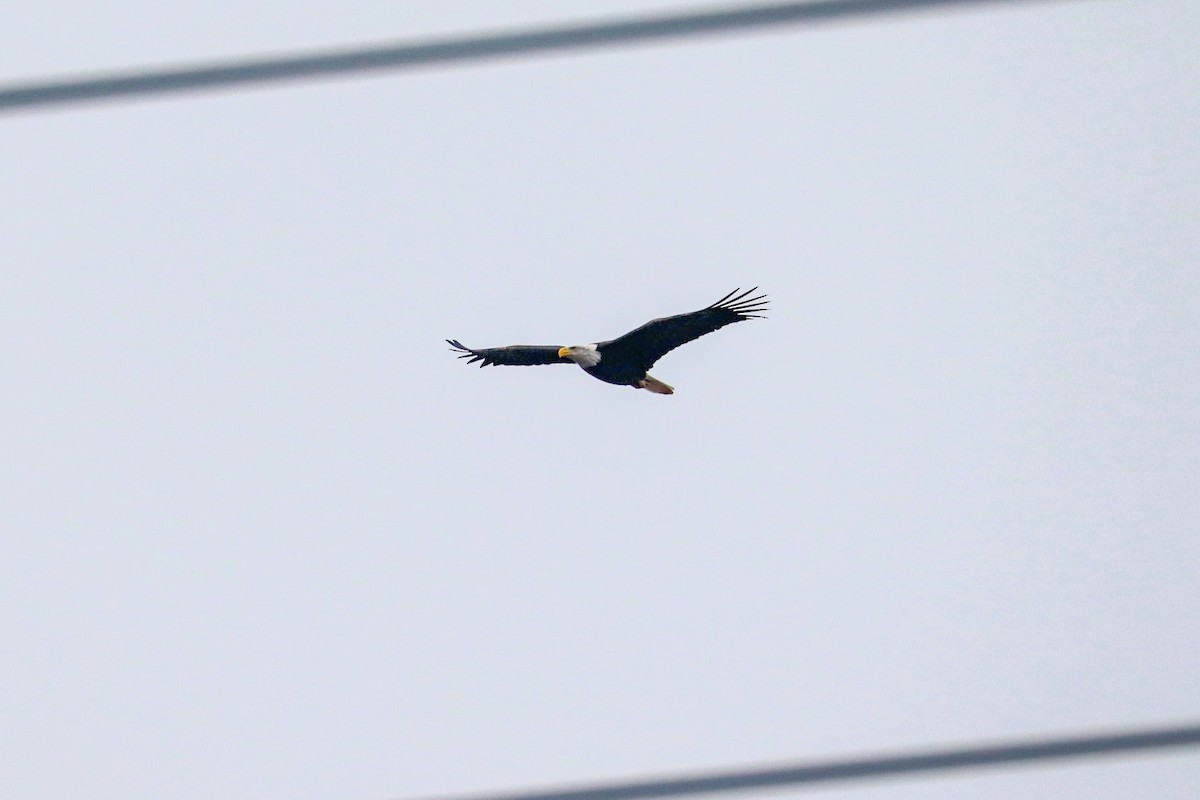 Bald Eagle - MELISSA  SOVAY