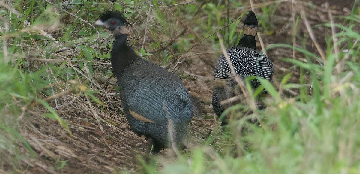 Southern Crested Guineafowl - ML611825879