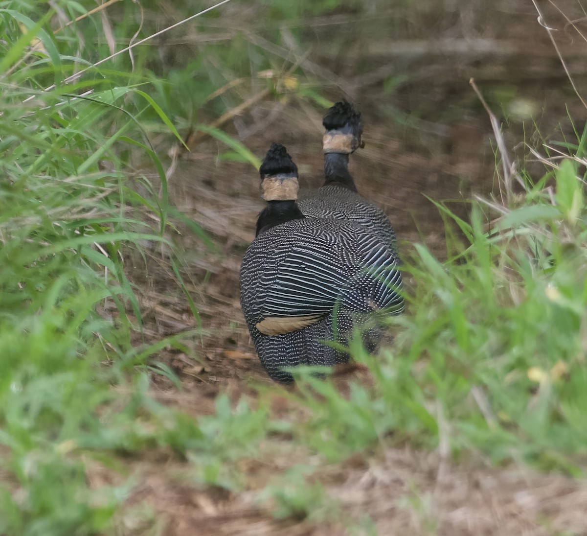 Southern Crested Guineafowl - ML611825880