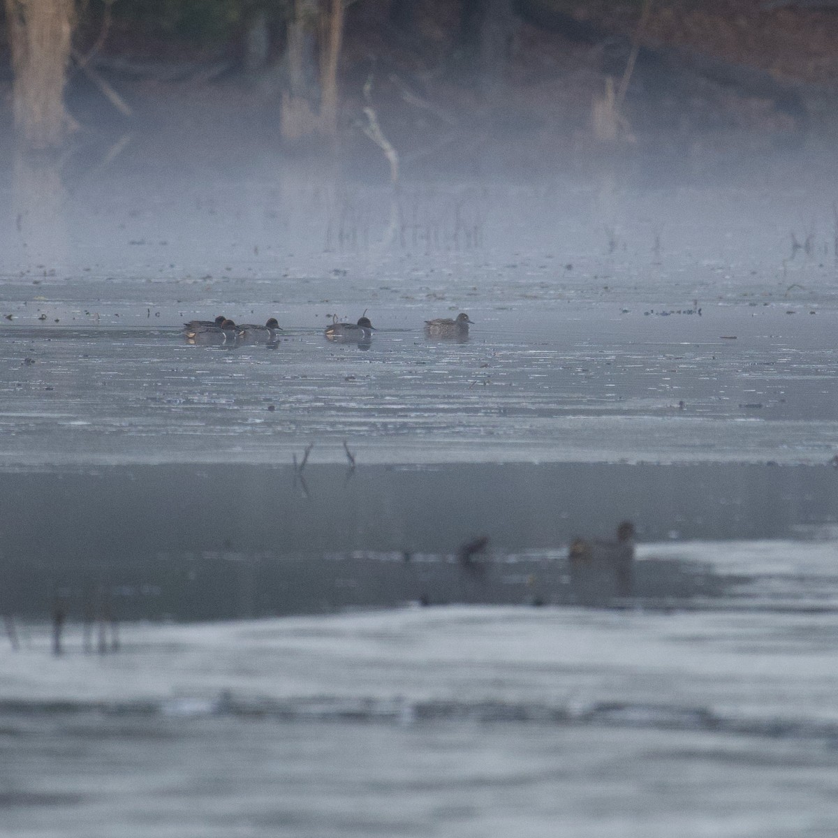 Green-winged Teal - Matt Altieri