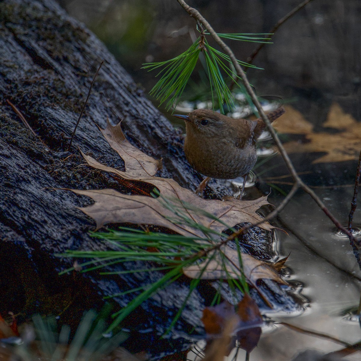 Winter Wren - ML611825927