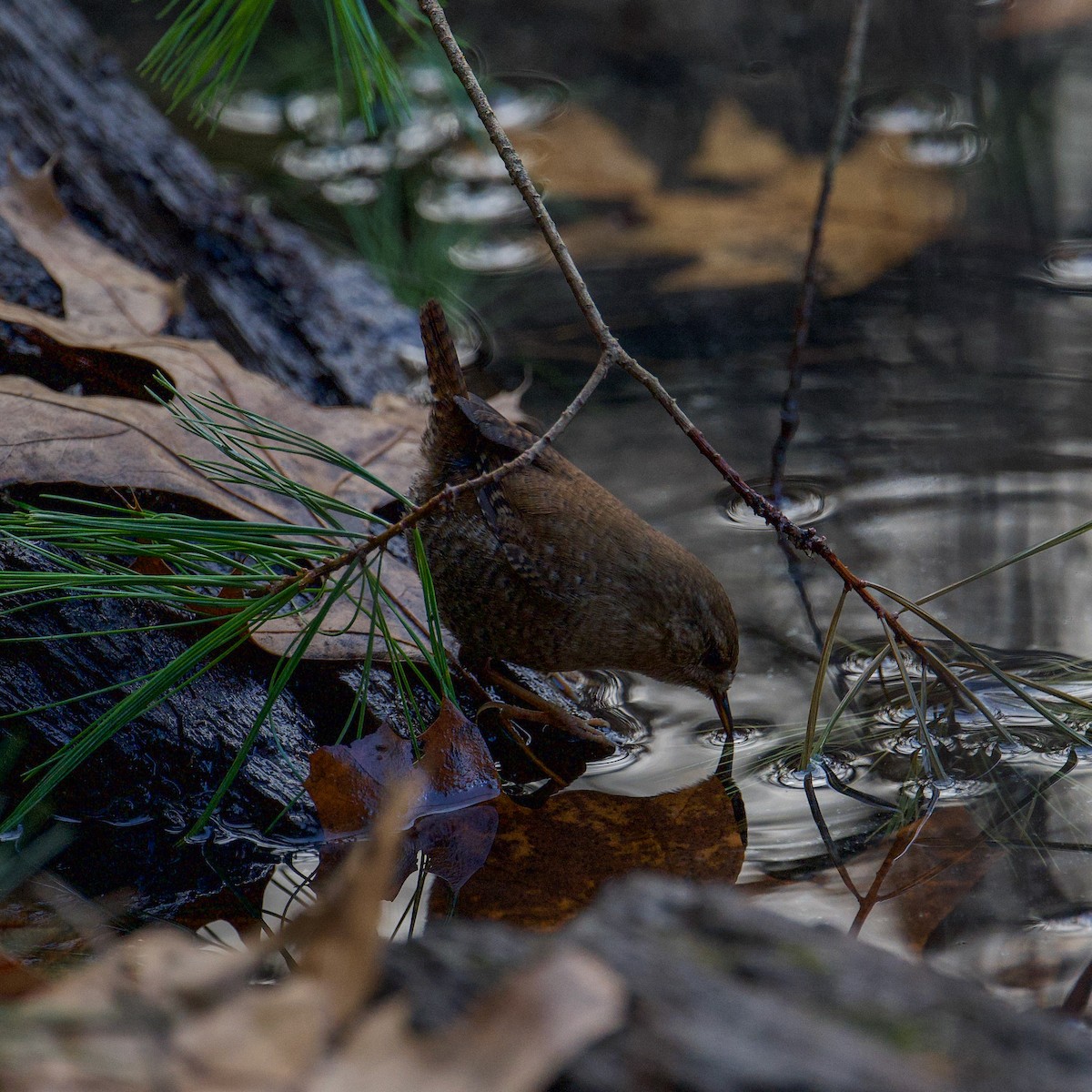 Winter Wren - ML611825928