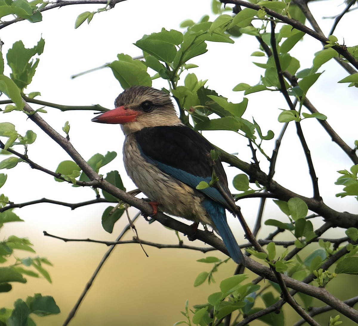 Brown-hooded Kingfisher - ML611825952