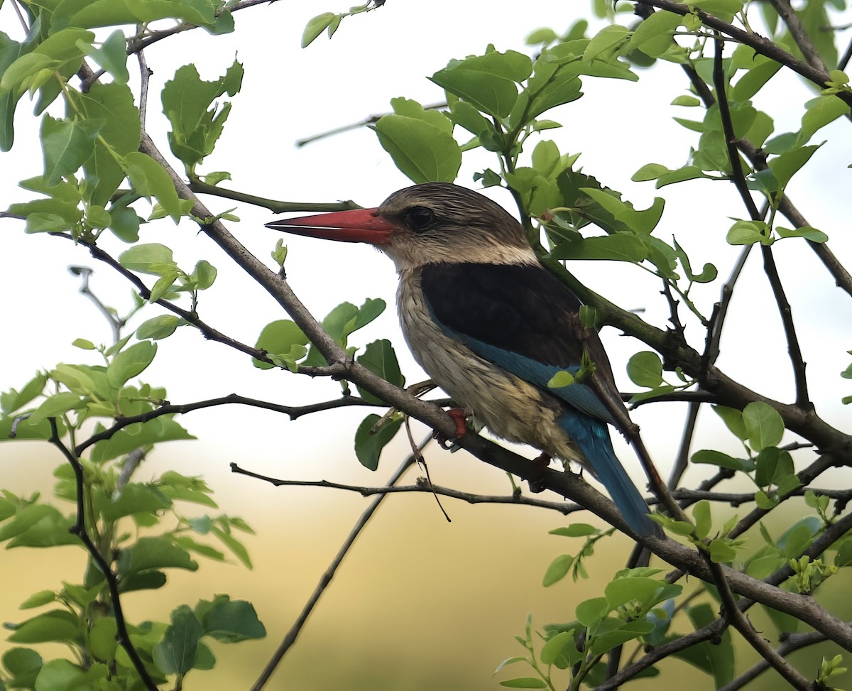 Brown-hooded Kingfisher - ML611825953