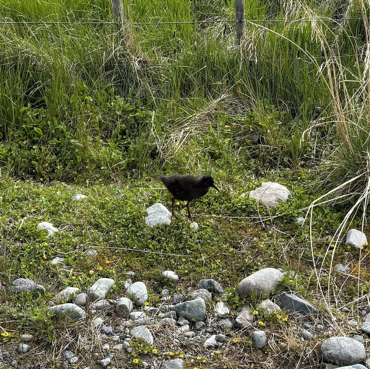 Plumbeous Rail - ML611826014