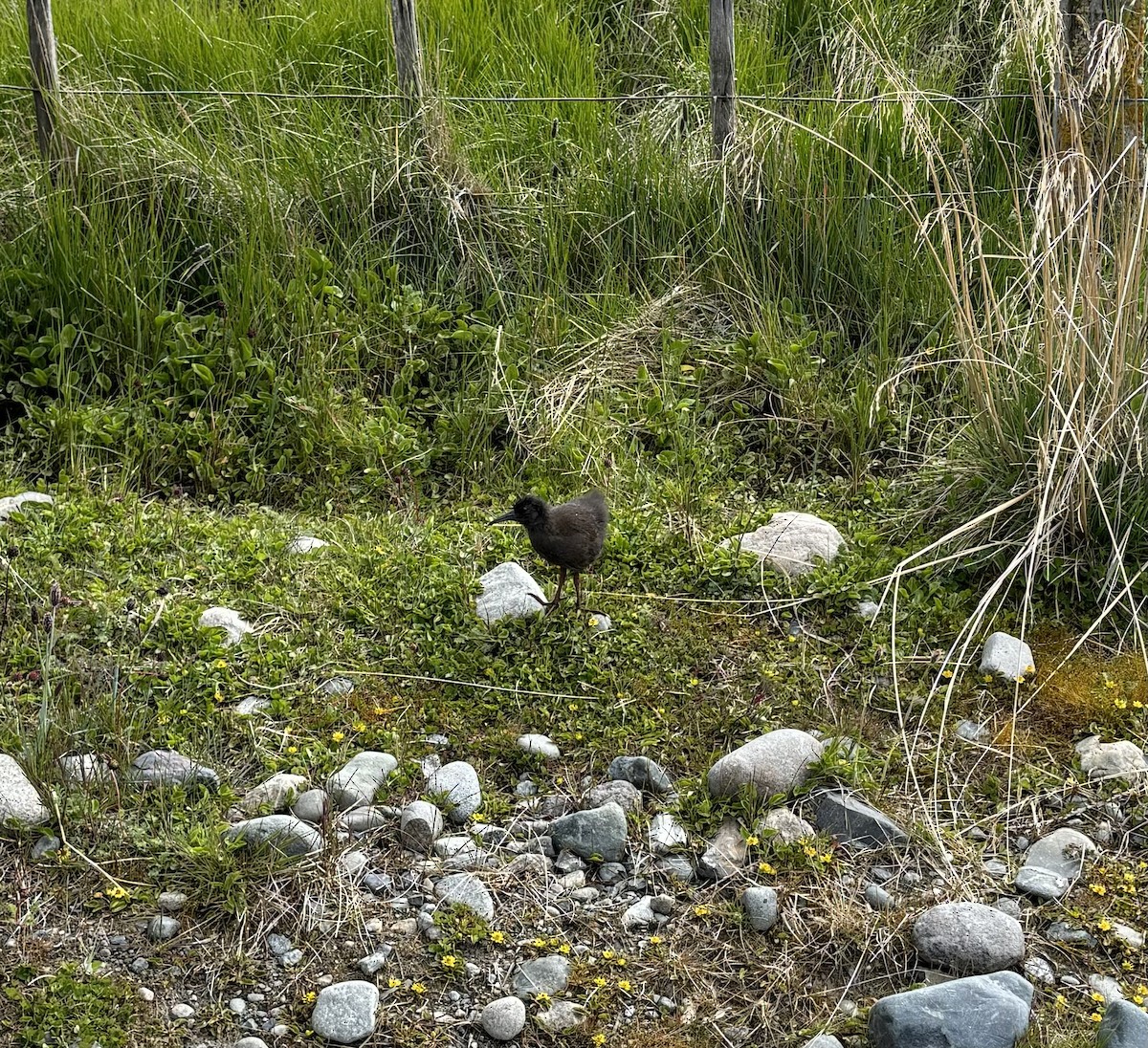 Plumbeous Rail - ML611826018