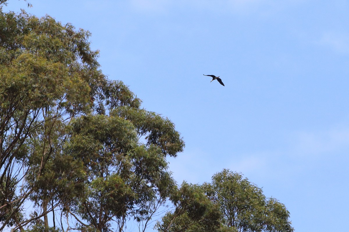 African Woolly-necked Stork - ML611826020