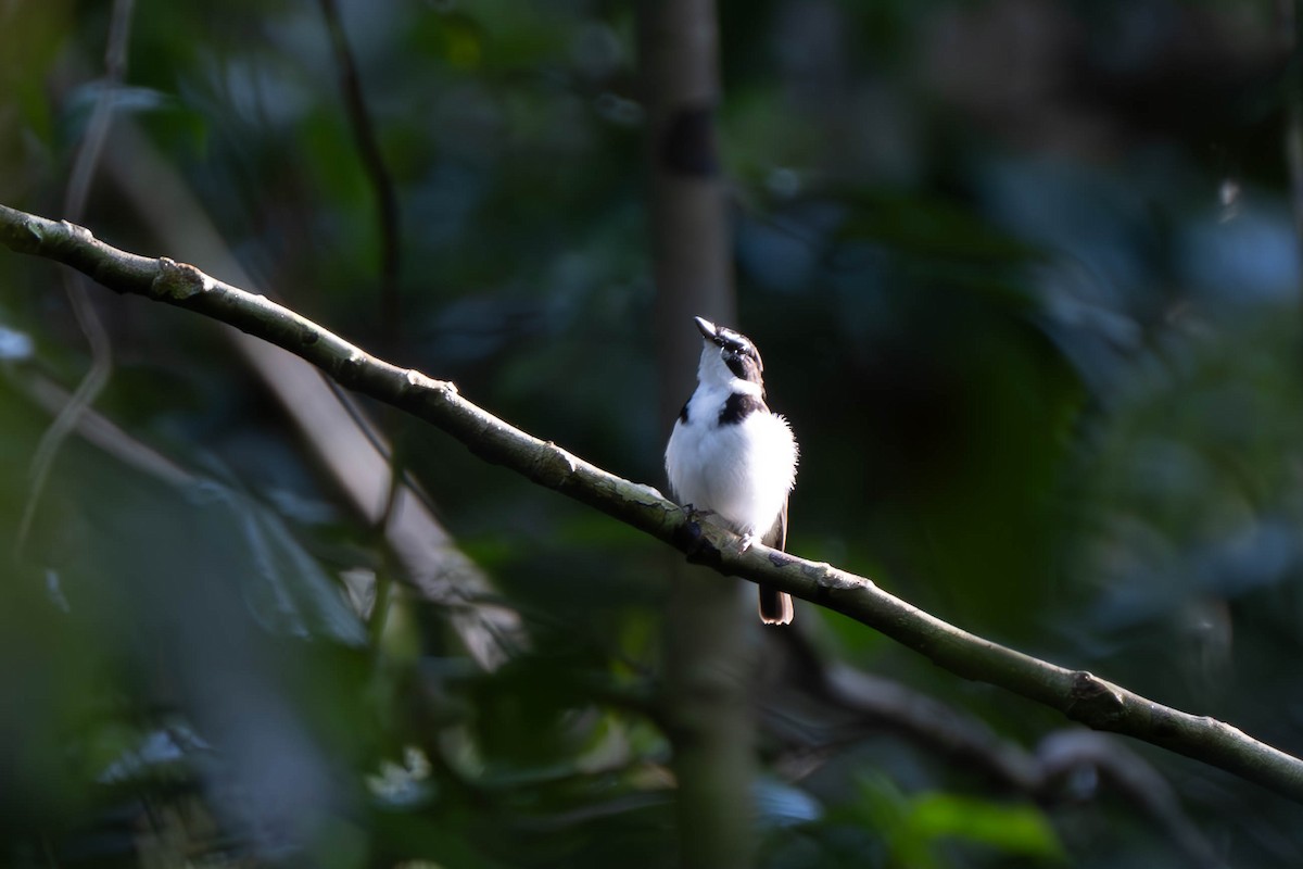 Black-sided Robin - ML611826069