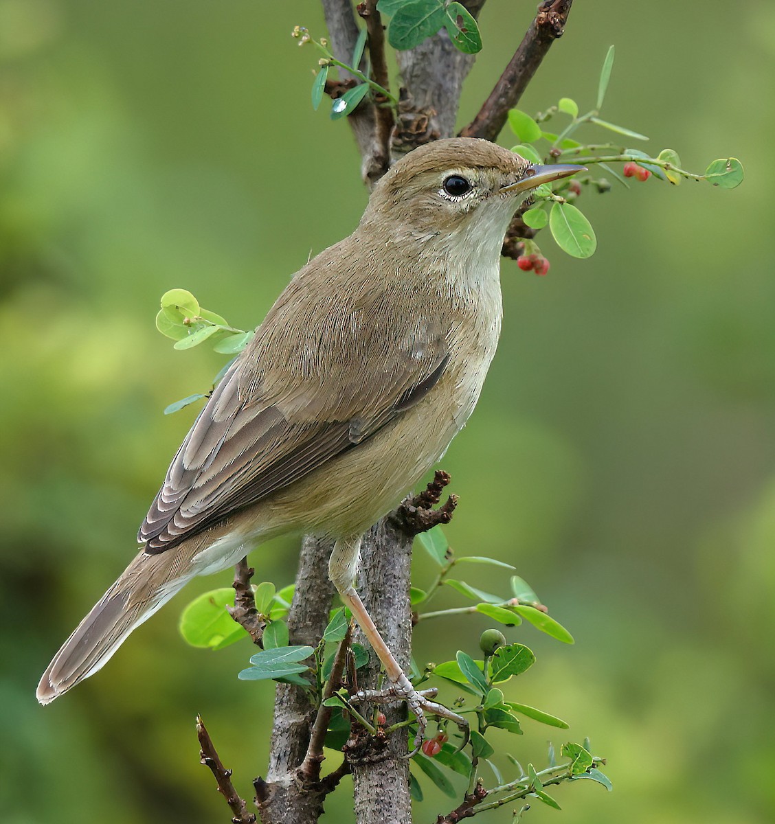 Booted Warbler - ML611826084