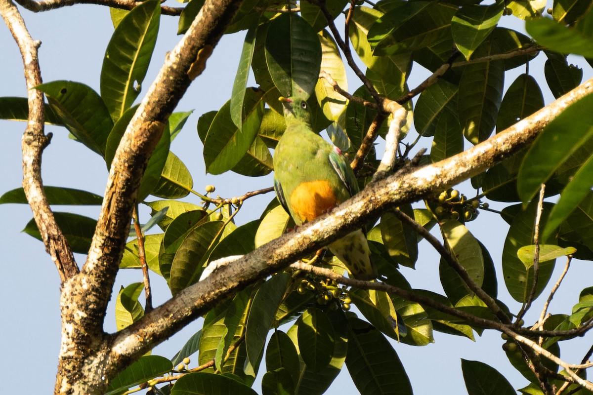 Orange-bellied Fruit-Dove - ML611826110